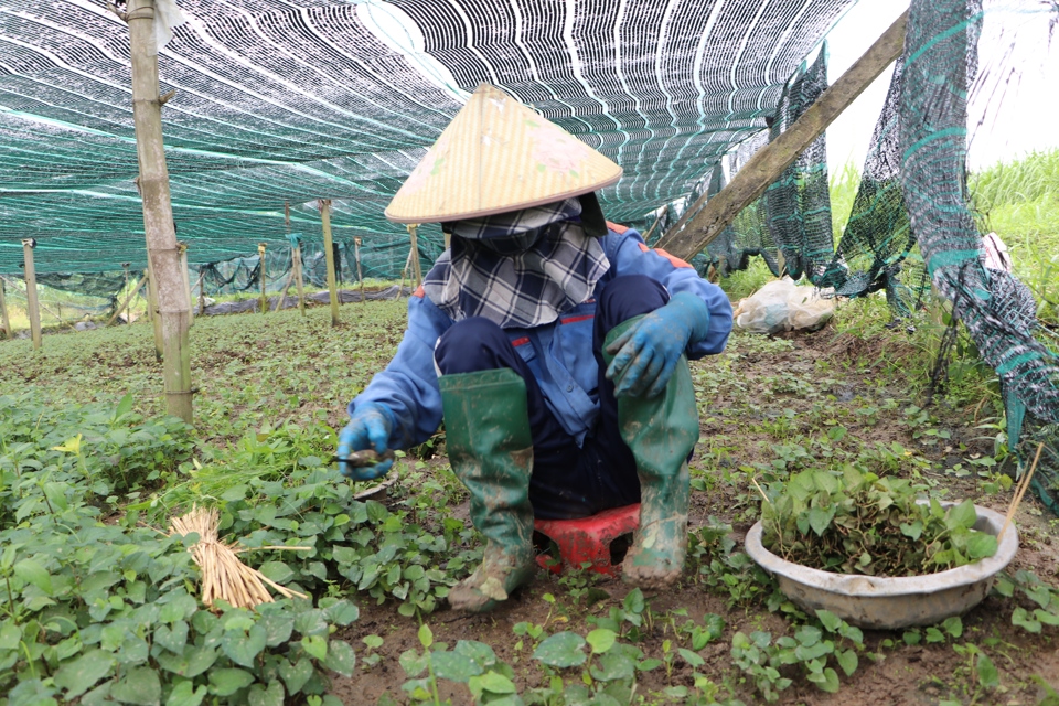 Người n&ocirc;ng d&acirc;n phải sẵn s&agrave;ng thay đổi th&oacute;i quen, tư duy, tiếp cận khoa học, c&ocirc;ng nghệ.