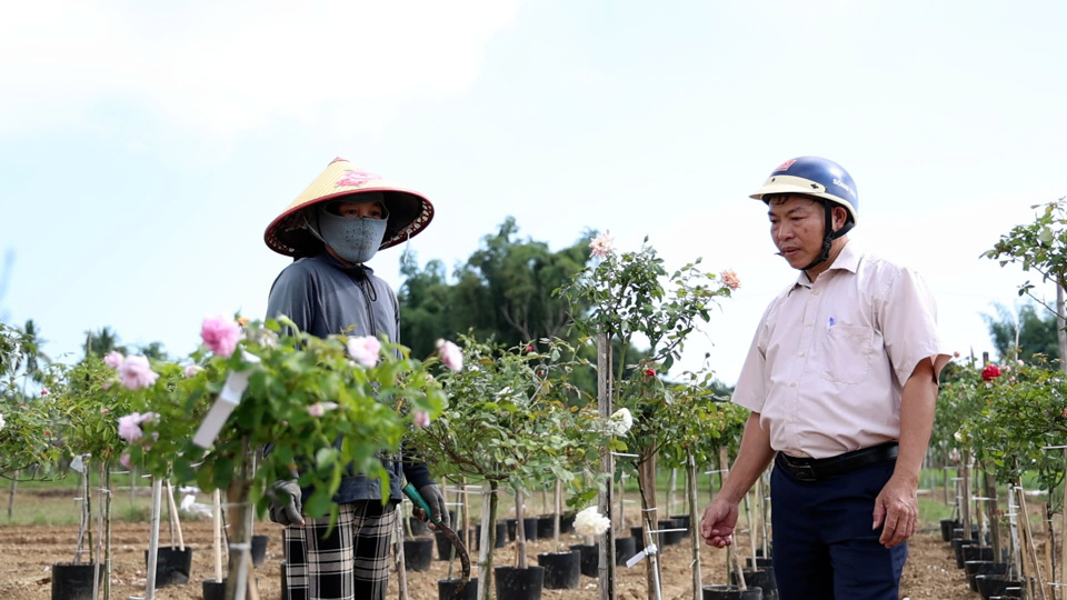 Người d&acirc;n Nghĩa H&agrave; trồng đa dạng c&aacute;c loại hoa để đ&aacute;p ứng nhu cầu thị trường.