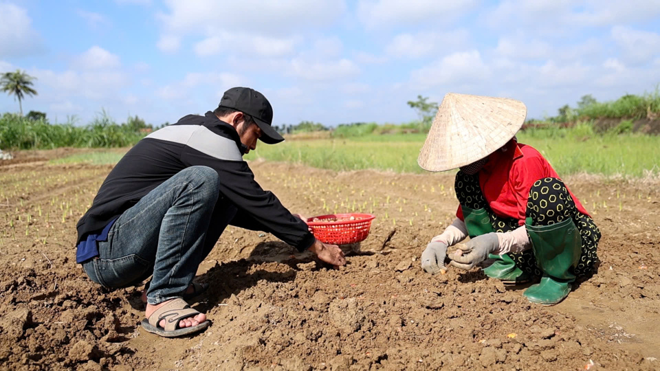 Người d&acirc;n x&atilde; Nghĩa H&agrave; tranh thủ xuống giống lay ơn phục vụ thị trường Tết.