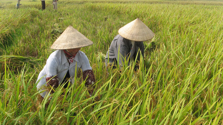 Gi&aacute; l&uacute;a gạo h&ocirc;m nay 2/12: gi&aacute; l&uacute;a neo mức cao. Ảnh minh họa.