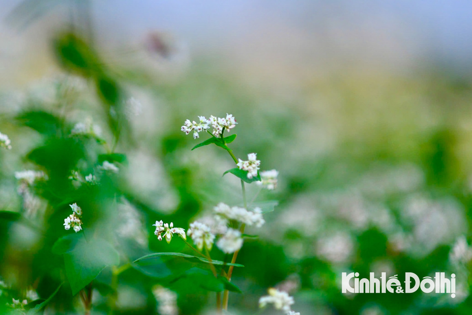 Tam gi&aacute;c mạch hay kiều mạch, l&uacute;a mạch đen (tiếng Anh l&agrave; buckwheat) được trồng ở v&ugrave;ng n&uacute;i cao ph&iacute;a Bắc Việt Nam. Loại c&acirc;y n&agrave;y thuộc họ đậu (Fabaceae), loại th&acirc;n cỏ cao 30&ndash;80 cm, ch&ugrave;m hoa ở n&aacute;ch l&aacute; hay ở ngọn, c&aacute;nh hoa chụm lại với nhau th&agrave;nh h&igrave;nh ch&oacute;p, ở giữa l&agrave; hạt mạch.