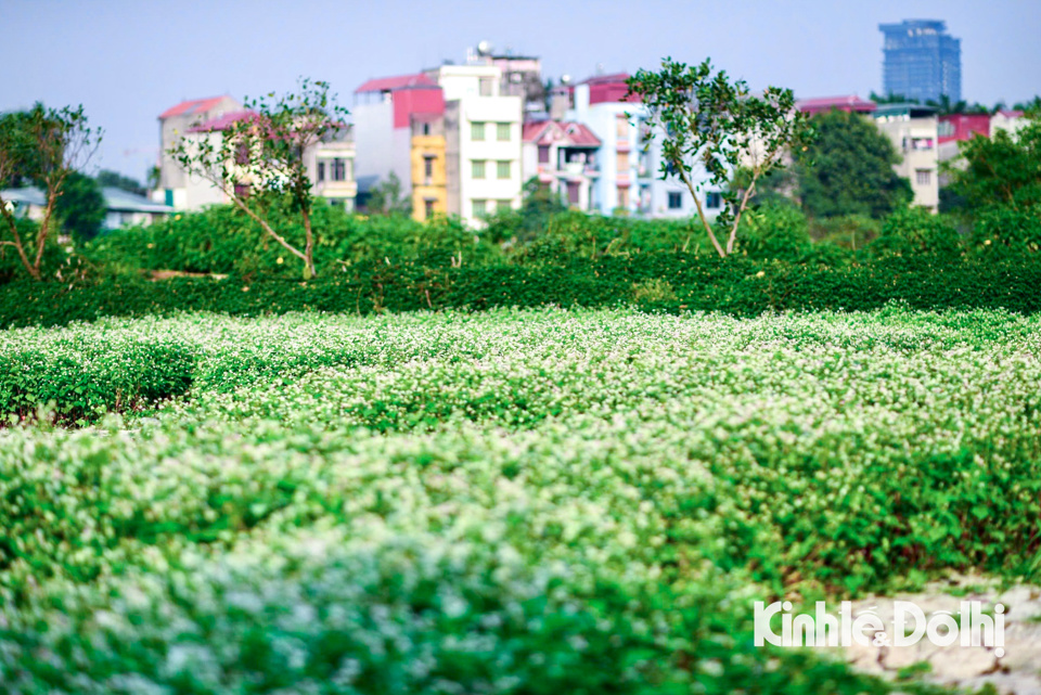 Nằm trong con ng&otilde; nhỏ khu vực phường Xu&acirc;n Đỉnh (quận Bắc Từ Li&ecirc;m, TP H&agrave; Nội), vườn hoa tam gi&aacute;c mạch đang v&agrave;o độ nở rộ, thu h&uacute;t nhiều du kh&aacute;ch chụp h&igrave;nh.