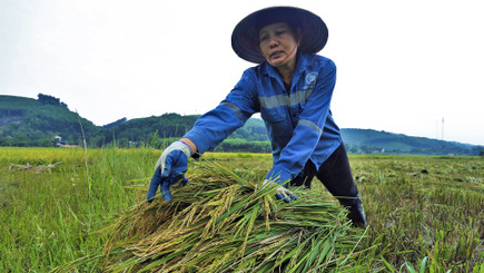 Gi&aacute; l&uacute;a gạo h&ocirc;m nay ng&agrave;y 4/12: gạo đẹp gi&aacute; cao. Ảnh minh họa.