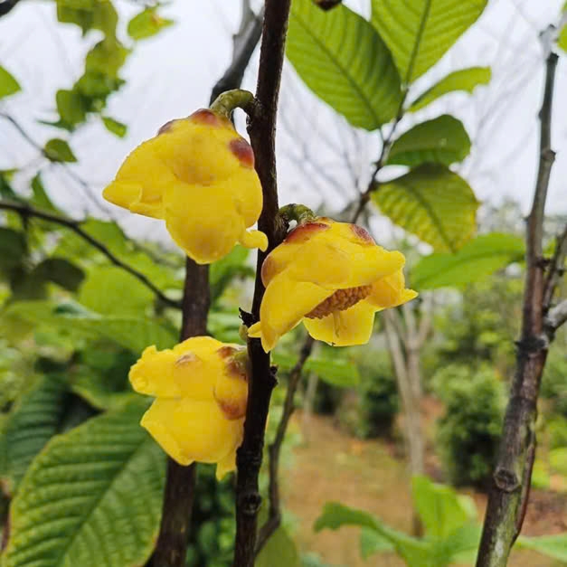 &nbsp;C&acirc;y Tr&agrave; Hoa V&agrave;ng tại huyện Quế Phong