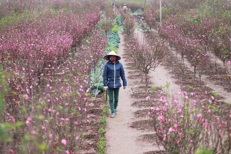 C&aacute;nh đồng hoa đ&agrave;o Nhật T&acirc;n, H&agrave; Nội. Ảnh: Phạm H&ugrave;ng