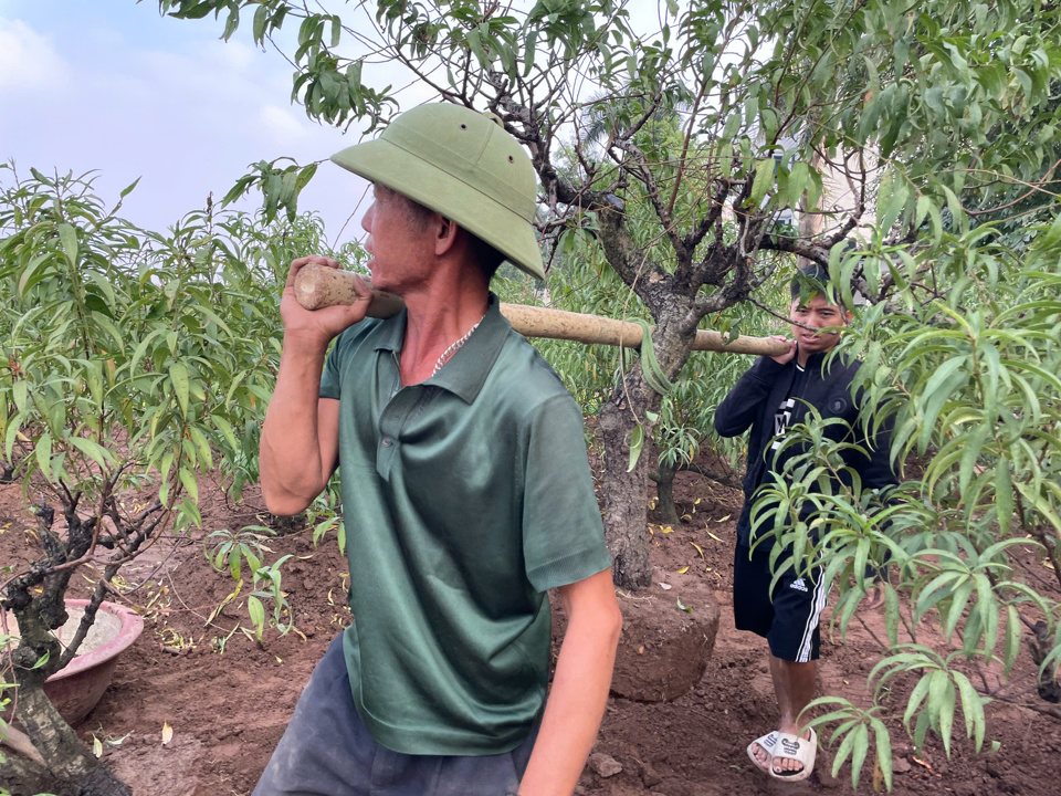 &Ocirc;ng Trần Văn Tưởng, th&ocirc;n Nỏ Bạn, x&atilde; V&acirc;n Tảo c&ugrave;ng con trai chuyển c&acirc;y đ&agrave;o sang vị tr&iacute; kh&aacute;c để chờ ng&agrave;y tuốt l&aacute;