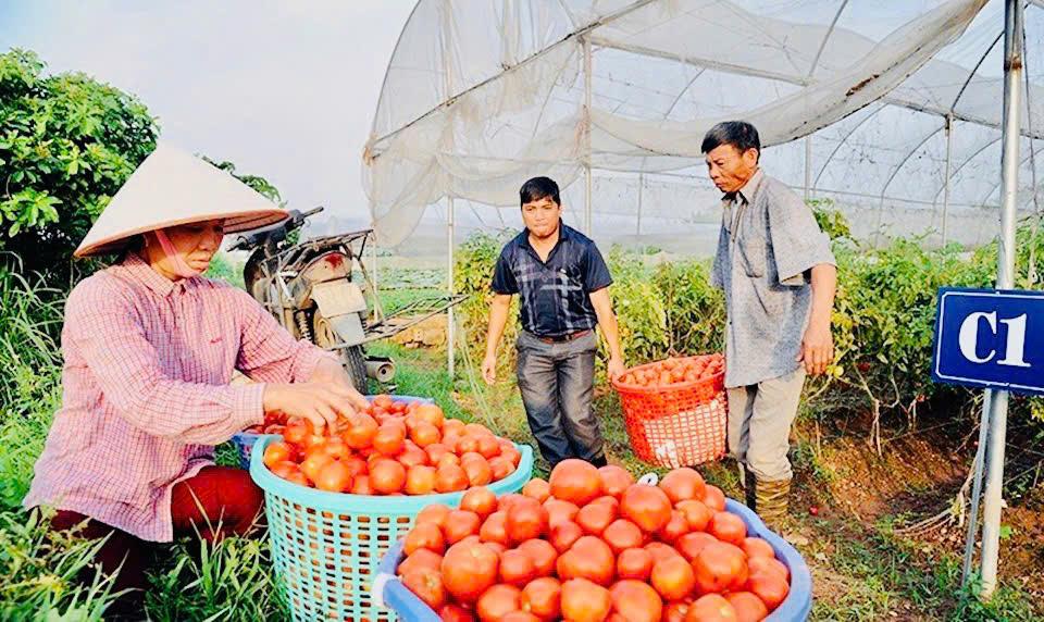 Người lao động phi ch&iacute;nh thức l&agrave;m việc trong khu vực N&ocirc;ng, l&acirc;m nghiệp v&agrave; thủy sản c&oacute; thu nhập b&igrave;nh qu&acirc;n thấp nhất. Ảnh: &Aacute;nh Ngọc.