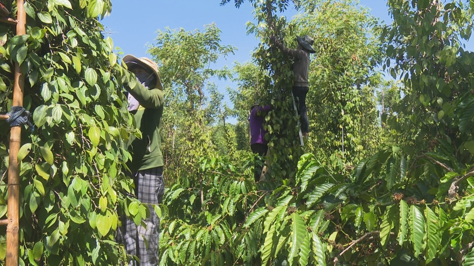 Gi&aacute; ti&ecirc;u h&ocirc;m nay 8/12: tăng 3 ng&agrave;y liền, tiến s&aacute;t mốc 150.000 đồng/kg &nbsp;