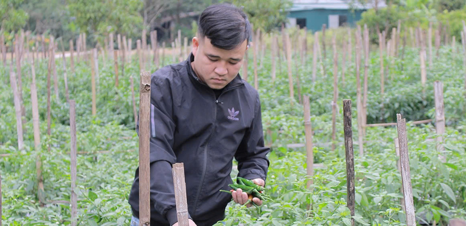 M&ocirc; h&igrave;nh trồng ớt chỉ địa của anh H&agrave; Văn Th&aacute;i, x&oacute;m Chiềng Hạ, x&atilde; Mai Hạ cho hiệu quả kinh tế cao.