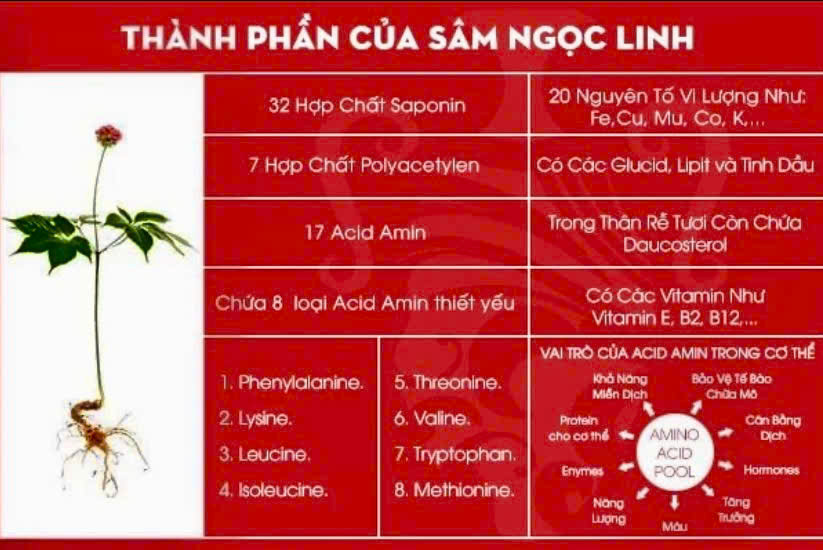 Th&agrave;nh phần của s&acirc;m Ngọc Linh.