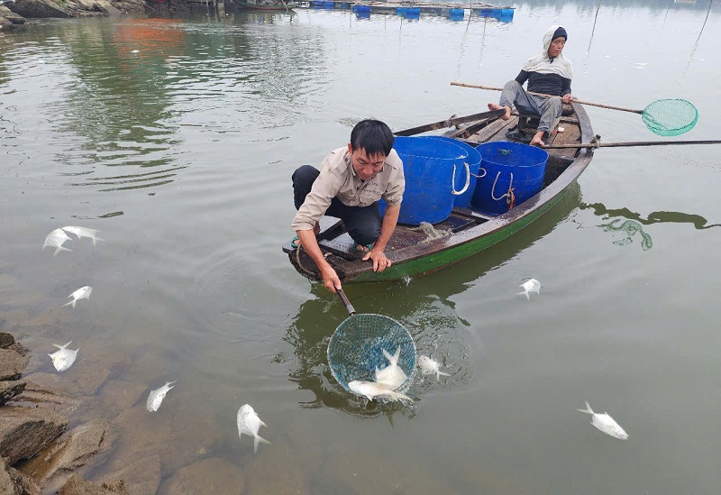 C&ocirc;ng t&aacute;c trục vớt, ti&ecirc;u hủy c&aacute; bị chết được gia đ&igrave;nh anh Nguy&ecirc;n tiến h&agrave;nh khẩn trương, ph&ograve;ng ngừa &ocirc; nhiễm m&ocirc;i trường