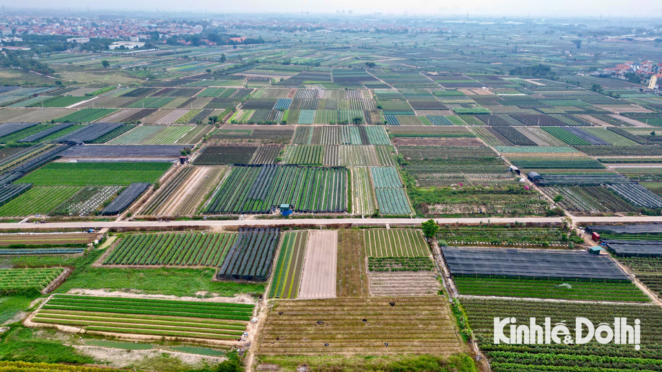 Những ng&agrave;y n&agrave;y, tại huyện cửa ng&otilde; ph&iacute;a Bắc Thủ đ&ocirc;, thủ phủ trồng hoa M&ecirc; Linh (huyện M&ecirc; Linh, TP H&agrave; Nội) người d&acirc;n đang tất bật chăm s&oacute;c hoa trong kh&ocirc;ng kh&iacute; v&agrave;o m&ugrave;a vụ Tết.