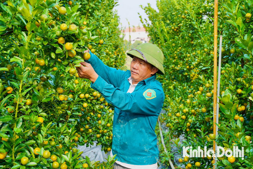 B&ecirc;n cạnh chuy&ecirc;n canh hoa thời vụ, người d&acirc;n nơi đ&acirc;y c&ograve;n trồng nhiều loại c&acirc;y phục vụ cho Tết như quất, đ&agrave;o v&agrave; bưởi.