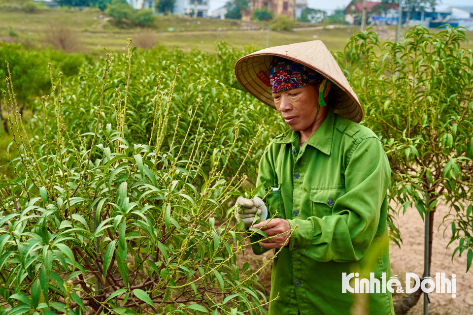 C&aacute;c hộ trồng đ&agrave;o tại M&ecirc; Linh cũng đang hối hả tuốt l&aacute;, chuẩn bị cho c&ocirc;ng đoạn nu&ocirc;i mắt để th&uacute;c đẩy đ&agrave;o ra nụ.