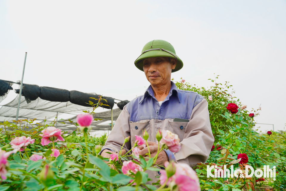 Ngay từ s&aacute;ng sớm nhiều chủ vườn đ&atilde; tất bật chăm s&oacute;c những đ&ocirc;n hoa hồng chuẩn bị cho vụ Tết Nguy&ecirc;n đ&aacute;n 2025.