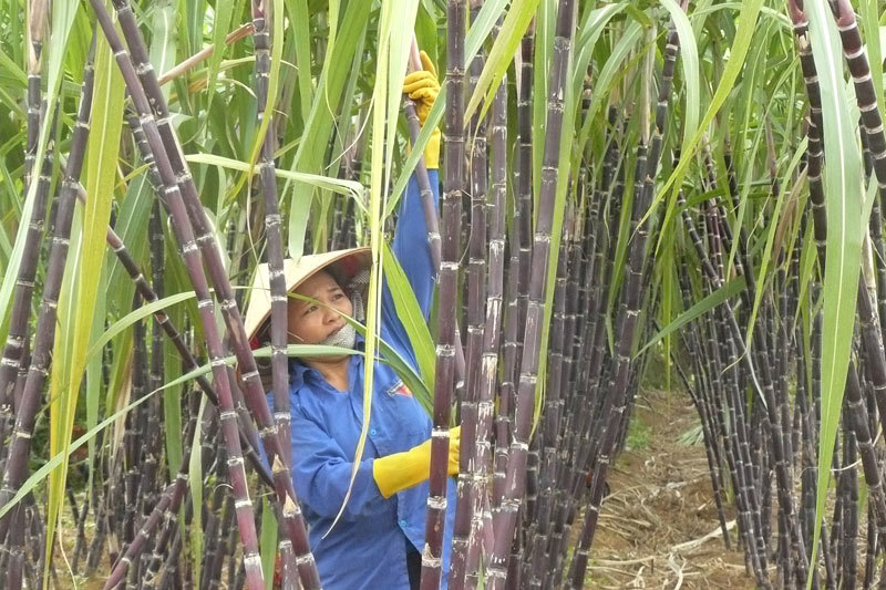 Mở rộng ph&aacute;t triển v&ugrave;ng m&iacute;a kh&ocirc;ng chỉ tạo việc l&agrave;m m&agrave; c&ograve;n g&oacute;p phần x&oacute;a đ&oacute;i, giảm ngh&egrave;o cho n&ocirc;ng d&acirc;n.