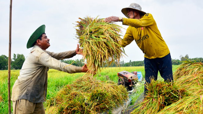 Gi&aacute; l&uacute;a gạo h&ocirc;m nay 15/12: gi&aacute; gạo giảm th&ecirc;m 100 - 200 đồng/kg. Ảnh minh hoạ.&nbsp;