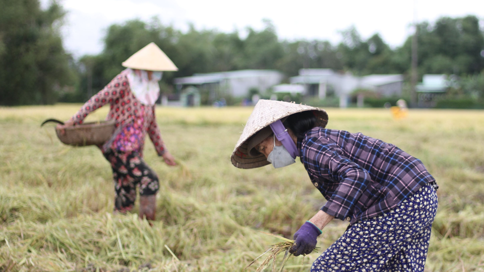 Gi&aacute; l&uacute;a gạo h&ocirc;m nay 16/12: gạo thơm nh&iacute;ch nhẹ. Ảnh minh họa.