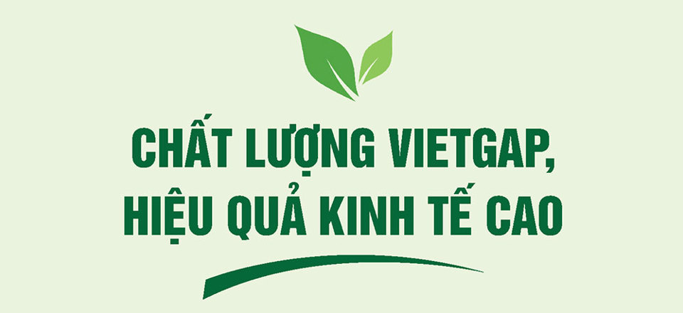 Ngọt giòn cải làn Tân Liên - Ảnh 2