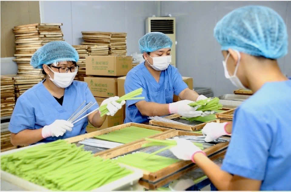 Sản xuất ống h&uacute;t từ rau củ phục vụ xuất khẩu tại Hợp t&aacute;c x&atilde; N&ocirc;ng nghiệp S&ocirc;ng Hồng (huyện Đ&ocirc;ng Anh, TP H&agrave; Nội). Ảnh: T&ugrave;ng Nguyễn