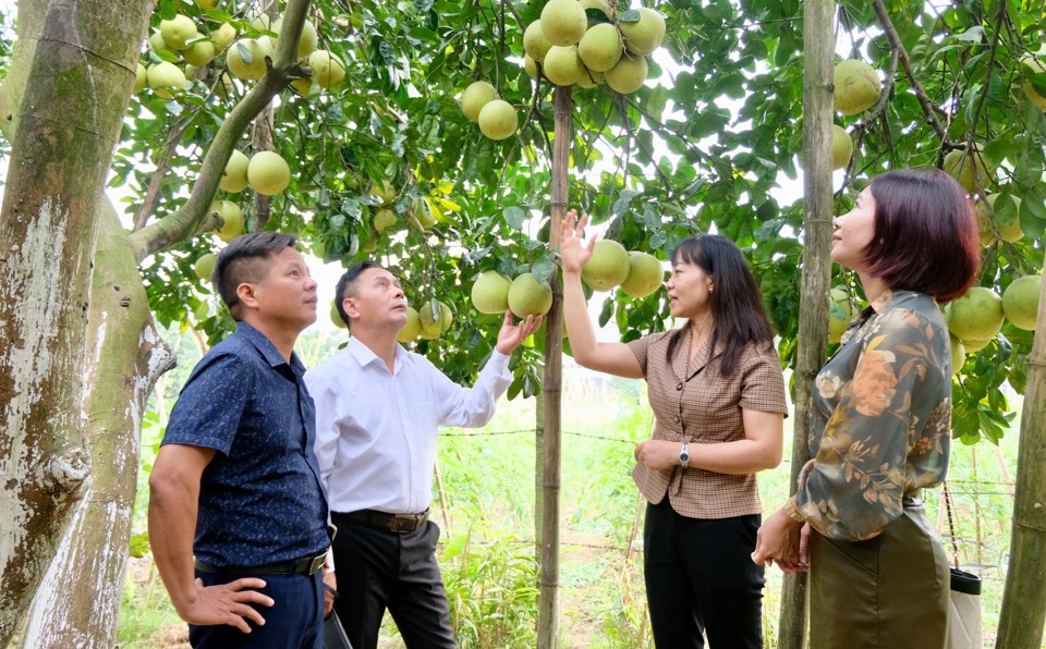 M&ocirc; h&igrave;nh trồng bưởi Tam V&acirc;n mang lại hiệu quả kinh tế cao tại huyện Ph&uacute;c Thọ.