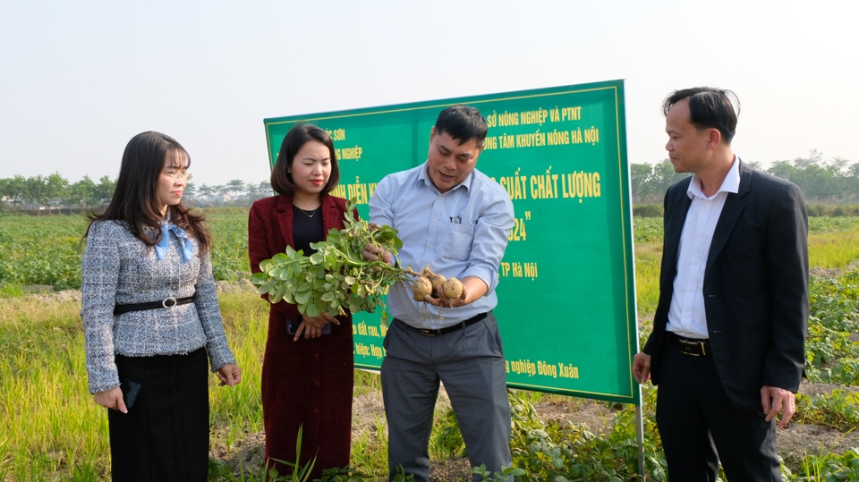 M&ocirc; h&igrave;nh trồng khoai t&acirc;y vụ Đ&ocirc;ng tại x&atilde; Đ&ocirc;ng Xu&acirc;n (huyện S&oacute;c Sơn).