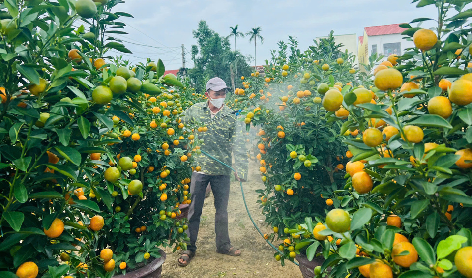 C&ograve;n khoảng một th&aacute;ng nữa l&agrave; đến Tết, những quả quất đang bắt đầu ngả v&agrave;ng v&agrave; được người d&acirc;n chăm s&oacute;c đặc biệt trước khi thương l&aacute;i đem đi cung cấp ra thị trường.&nbsp;