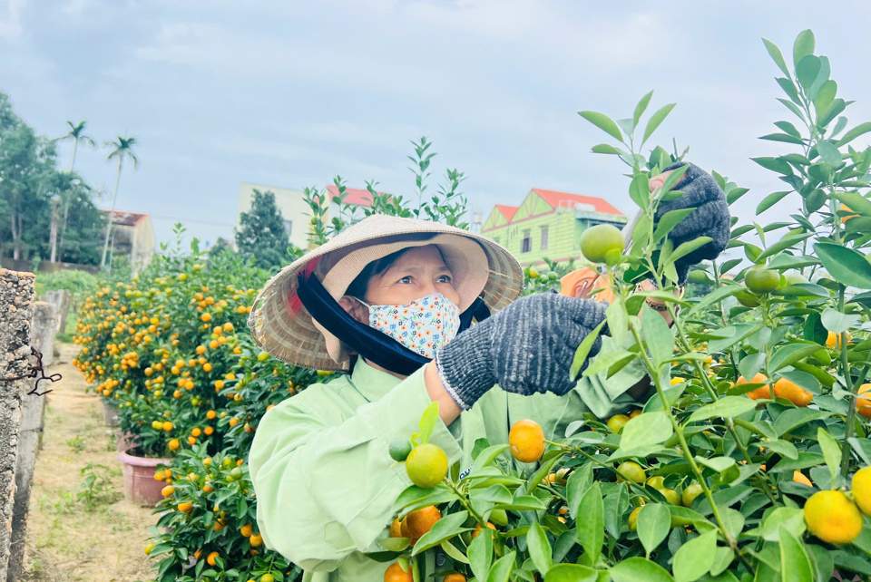 Nhiều vườn quất ở phường Thanh H&agrave; v&agrave; x&atilde; Cẩm H&agrave; trĩu quả, ch&iacute;n v&agrave;ng. Đắt nhất l&agrave; quất thế h&agrave;ng chục triệu đồng mỗi c&acirc;y, thấp nhất l&agrave; c&acirc;y mini gần 100.000 đồng/chậu. Theo người n&ocirc;ng d&acirc;n, gi&aacute; quất trung b&igrave;nh năm nay rơi v&agrave;o khoảng 600.000 đồng đến 800.000 đồng/chậu.