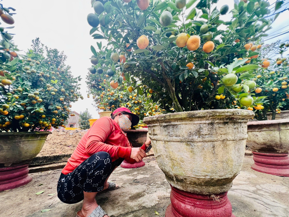 Ngo&agrave;i ra, chủ vườn c&ograve;n thu&ecirc; người sơn những chậu quất trước khi b&agrave;n giao cho kh&aacute;ch. B&agrave; Nguyễn Thị Tư cho biết, nghề sơn chậu thu&ecirc; cũng mang lại nguồn thu nhập ổn định mỗi dịp cuối năm. Trung b&igrave;nh mỗi ng&agrave;y người l&agrave;m c&ocirc;ng việc n&agrave;y c&oacute; thu nhập khoảng 250.000-300.000 đồng. &ldquo;Quất năm nay đẹp, tr&aacute;i nhiều v&agrave; l&aacute; xanh&rdquo; - b&agrave; Tư n&oacute;i.