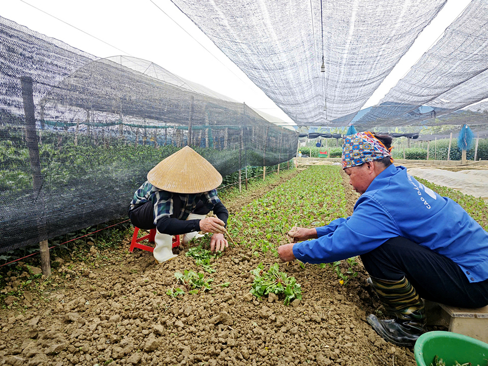 Người d&acirc;n trồng hoa cho dịp rằm th&aacute;ng Gi&ecirc;ng.