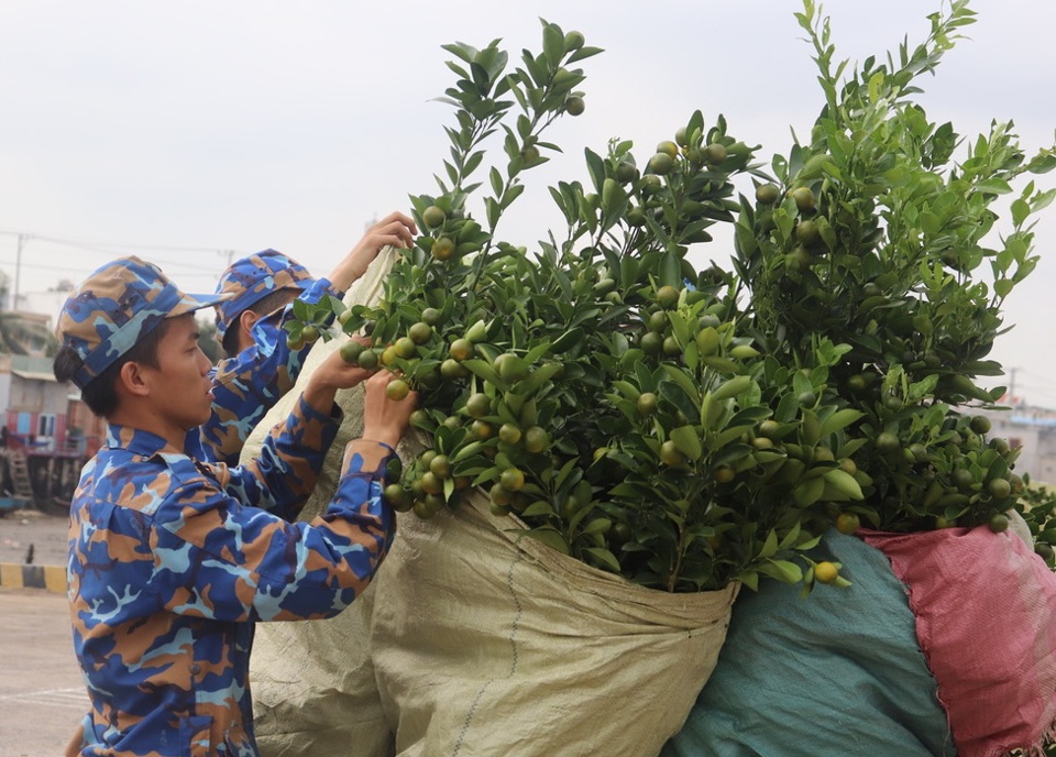 C&aacute;c chiến sĩ n&acirc;ng niu, bao bọc cẩn thận từng c&acirc;y quất để bảo đảm vẹn nguy&ecirc;n, xanh tốt khi tới nh&agrave; gi&agrave;n - Ảnh: V&acirc;n H&agrave;