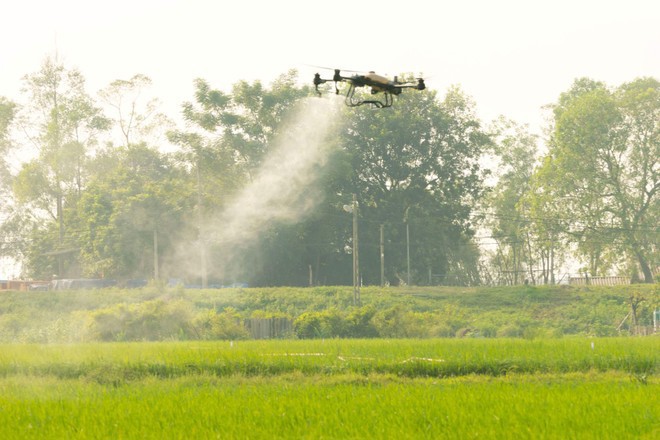 Thiết bị máy bay không người lái phun thuốc bảo vệ thực vật cho ruộng lúa tại Hà Nội. Ảnh: Ngọc Ánh 