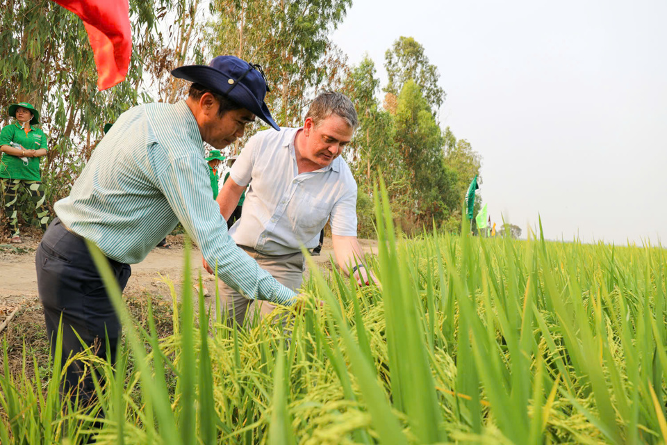 C&aacute;n bộ tham quan Dự &aacute;n "Chuyển đổi chuỗi gi&aacute; trị l&uacute;a gạo ứng ph&oacute; với biến đổi kh&iacute; hậu v&agrave; ph&aacute;t triển bền vững ở Đồng bằng s&ocirc;ng Cửu Long". Ảnh CTV