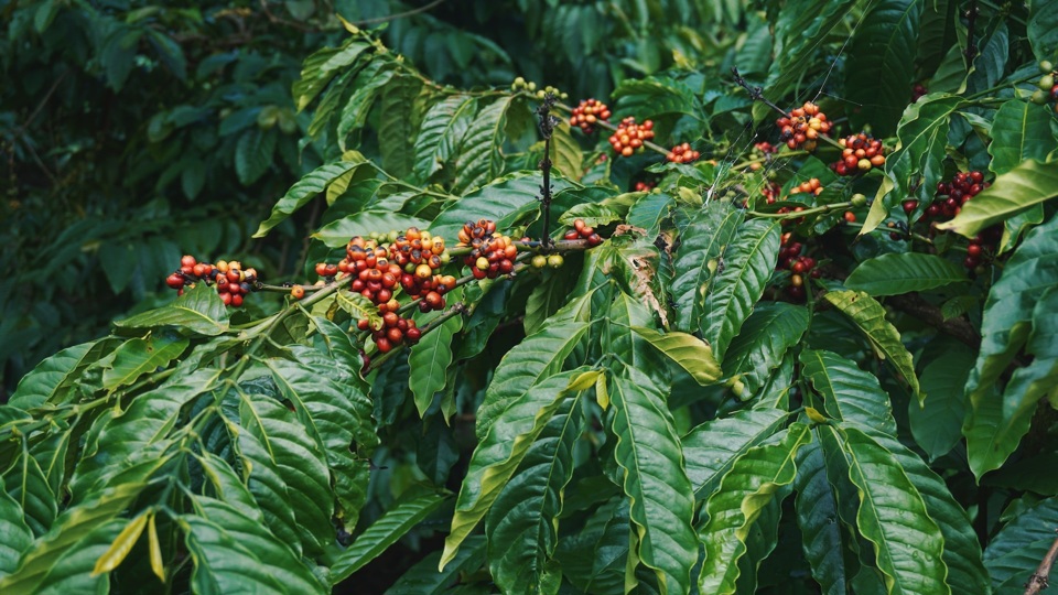 Gi&aacute; c&agrave; ph&ecirc; h&ocirc;m nay 7/1/2025: Robusta tăng trở lại, &aacute;p s&aacute;t mốc 5.000 USD/tấn