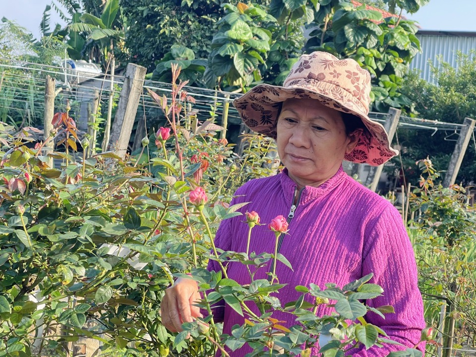 Ngo&agrave;i &ocirc;ng Đặng Văn Minh, vợ chồng b&agrave; Trần Thị Kim C&uacute;c cũng lần đầu trồng hoa hồng ngoại với 200 c&acirc;y.