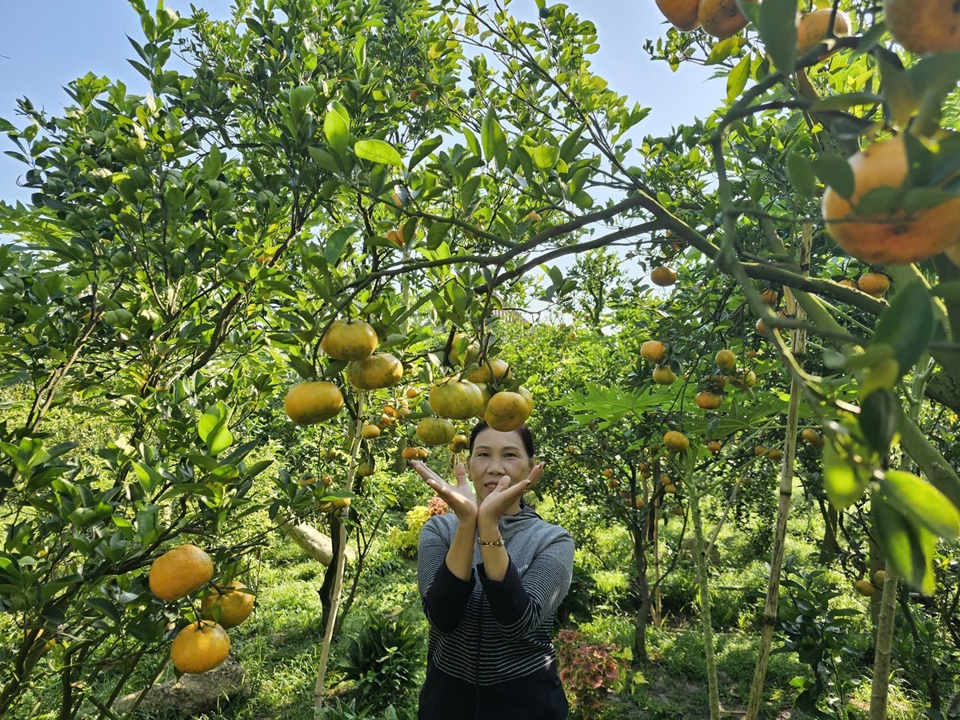 Vườn qu&yacute;t hồng nổi tiếng, trở th&agrave;nh điểm đến thu h&uacute;t đ&ocirc;ng đảo du kh&aacute;ch. Ảnh H&ograve;a Hội