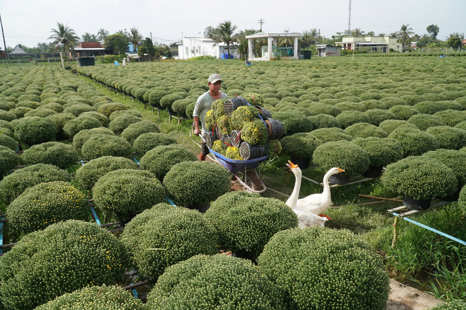 Năm nay n&ocirc;ng d&acirc;n Bến Tre trồng khoảng 1,5 triệu chậu c&uacute;c m&acirc;m x&ocirc;i.