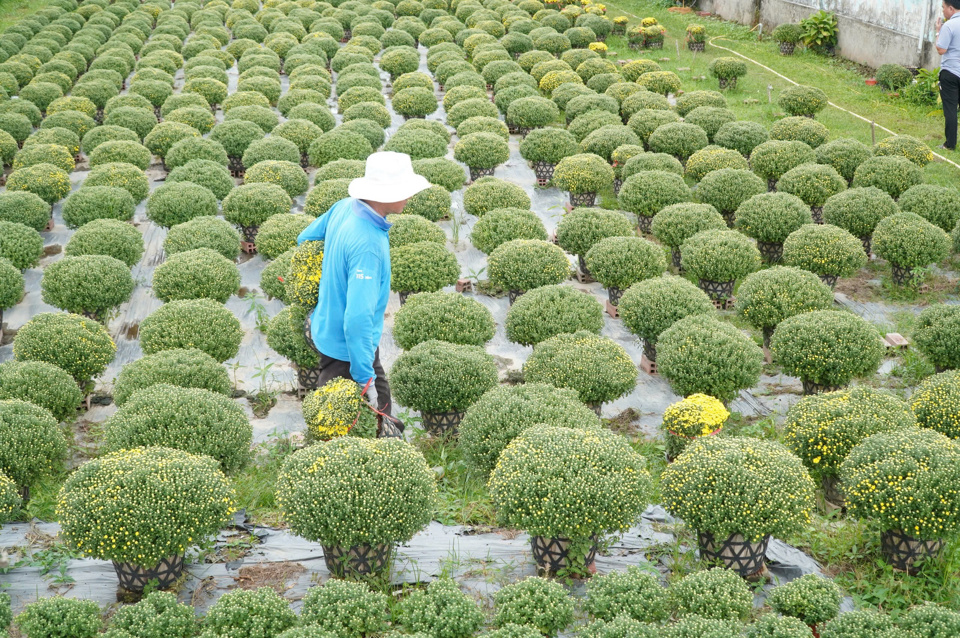 Để t&ocirc;n vinh ng&agrave;nh nghề ch&iacute;nh của địa phương, huyện Chợ L&aacute;ch đ&atilde; l&ecirc;n kế hoạch tổ chức Lễ hội hoa kiểng từ ng&agrave;y 8 đến 12/1 với nhiều hoạt động, trong đ&oacute; nổi bật nhất l&agrave; x&acirc;y dựng đường hoa d&agrave;i 15km đạt kỷ lục Việt Nam.