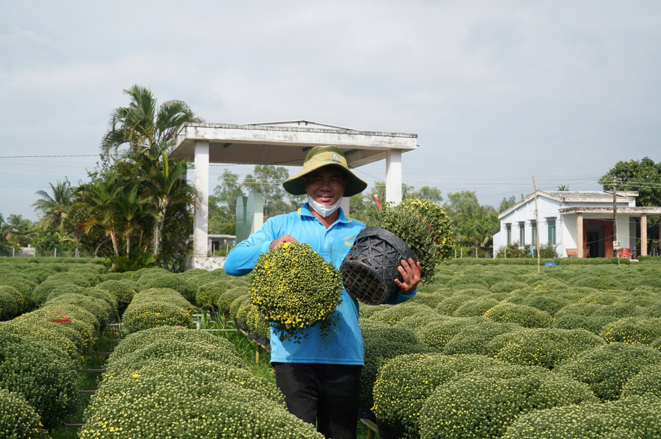 N&ocirc;ng d&acirc;n phấn khởi với vụ hoa c&uacute;c m&acirc;m x&ocirc;i năm nay.