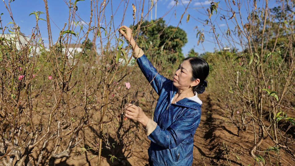 Gia đ&igrave;nh b&agrave; Thoả t&iacute;ch cực chăm s&oacute;c hoa đ&agrave;o chuẩn bị cho m&ugrave;a hoa Tết.