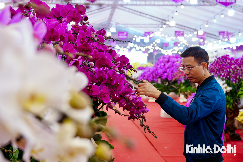 Người d&acirc;n tham quan, chi&ecirc;m ngưỡng những chậu lan hồ điệp đẹp tại chợ hoa Tết.