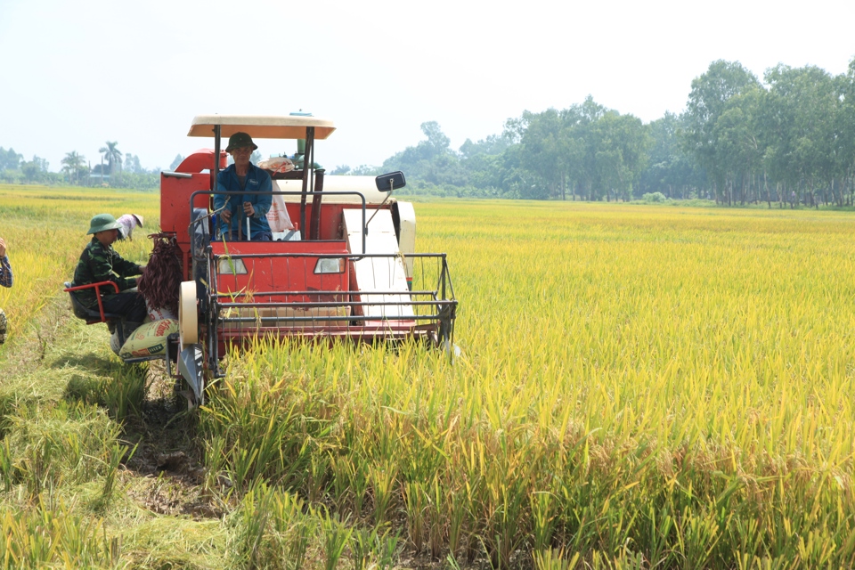 Năm 2024, xuất khẩu gạo của Việt Nam đạt kết quả ấn tượng, hơn 5,7 tỷ USD, mức cao nhất từ trước tới nay. Ảnh: Phạm Hùng