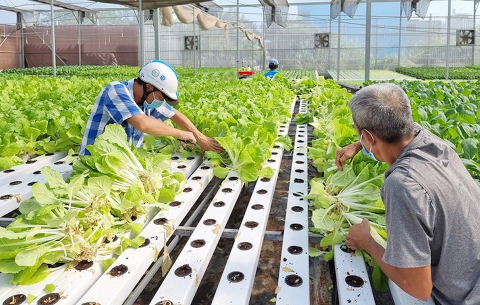 M&ocirc; h&igrave;nh trồng rau thủy canh tại Hợp t&aacute;c x&atilde; N&ocirc;ng nghiệp Tuấn Ngọc tại TP Thủ Đức, TP Hồ Ch&iacute; Minh. Ảnh minh họa