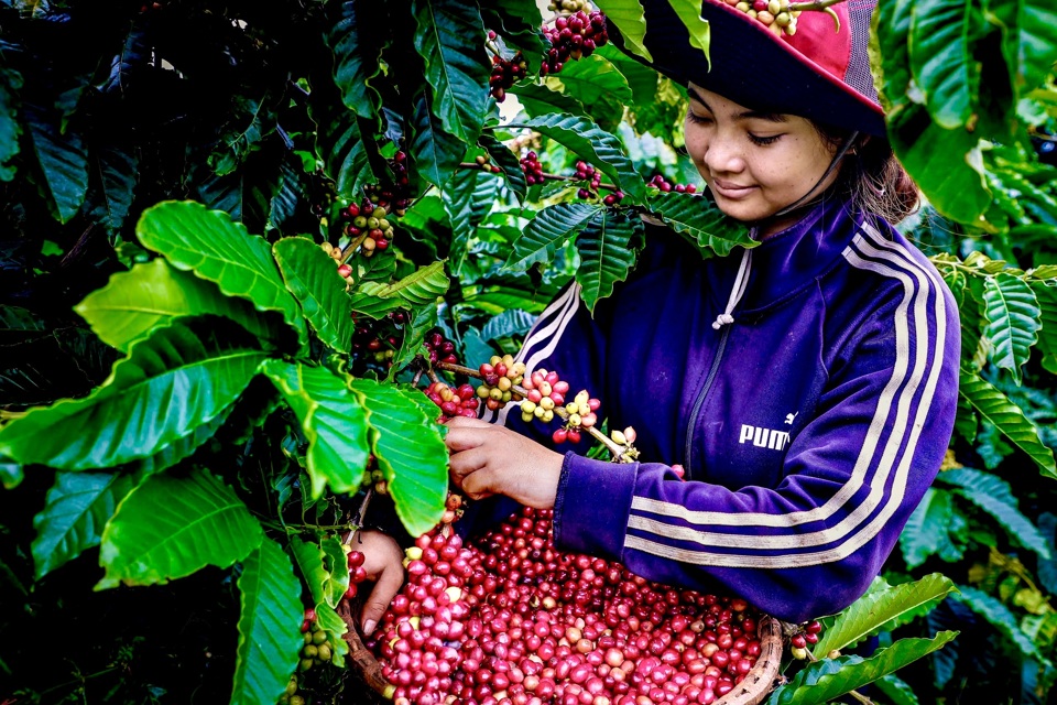 Người ti&ecirc;u d&ugrave;ng ng&agrave;y c&agrave;ng quan t&acirc;m đến hương vị độc đ&aacute;o, phức hợp v&agrave; trải nghiệm khi thưởng thức c&agrave; ph&ecirc;;&nbsp;n&ecirc;n họ ưu ti&ecirc;n c&aacute;c sản phẩm được sản xuất an to&agrave;n, đảm bảo sức khỏe v&agrave; canh t&aacute;c một c&aacute;ch bền vững.