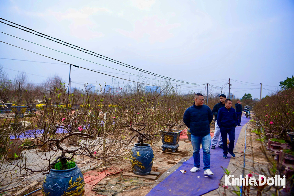 Nhiều người d&acirc;n t&igrave;m về những vườn đ&agrave;o tại đ&acirc;y để tận hưởng kh&ocirc;ng kh&iacute; Tết cận kề, chọn mua cho gia đ&igrave;nh được c&agrave;nh đ&agrave;o ưng &yacute; nhất.