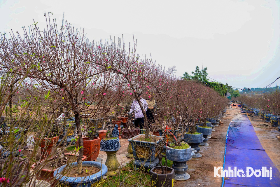 Những ng&agrave;y cận Tết, vườn đ&agrave;o Nhật T&acirc;n thu h&uacute;t lượng kh&aacute;ch lớn đến tham quan, mua b&aacute;n, chọn lựa những c&acirc;y đ&agrave;o, c&agrave;nh đ&agrave;o ưng &yacute; "rước" về nh&agrave; để chuẩn bị ch&agrave;o đ&oacute;n năm mới.