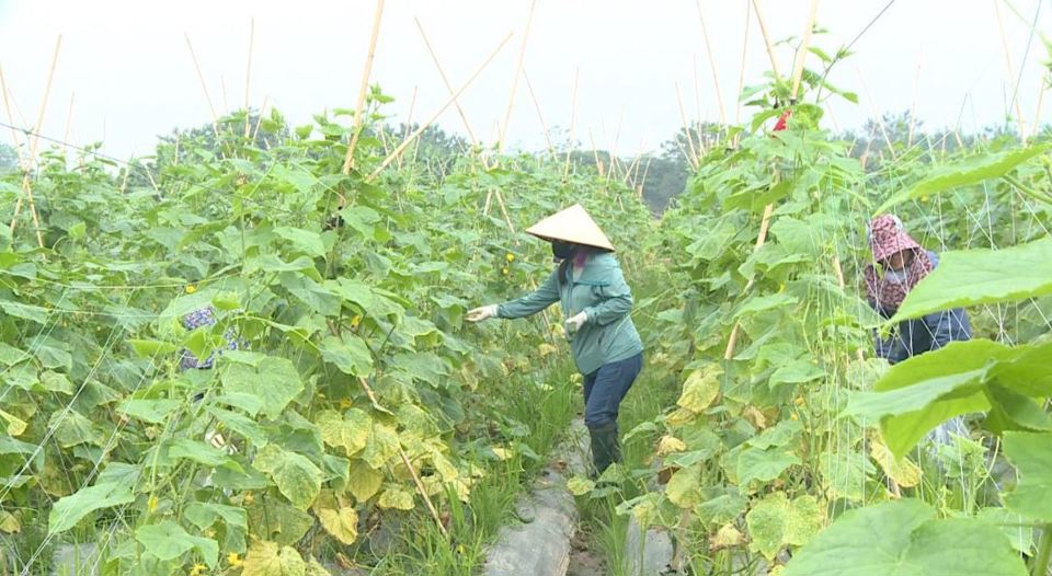 Mô hình trồng dưa chuột giống Nhật tại xã Thọ Lộc (huyện Phúc Thọ). Ảnh: Tùng Nguyễn