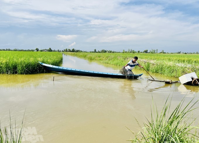 M&ocirc; h&igrave;nh HTX th&agrave;nh c&ocirc;ng ở huyện Thới B&igrave;nh đ&atilde; n&acirc;ng cao thương hiệu con t&ocirc;m - c&acirc;y l&uacute;a của địa phương (Ho&agrave;ng Nam)