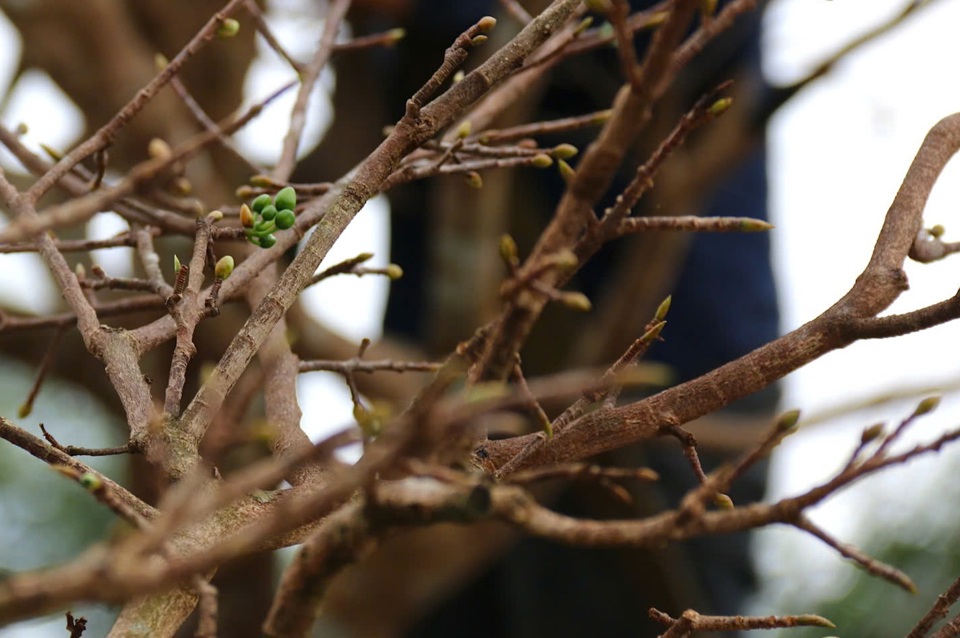 C&aacute;c chi đều, sai b&ocirc;ng v&agrave; c&oacute; d&aacute;ng bonsai đẹp mắt.