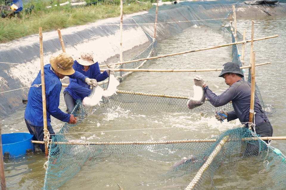 Trang trại nuôi cá của ông Phương có quy mô lớn và được đầu tư bài bản.